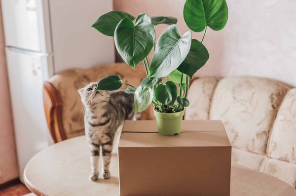 Comment donner des plantes médicinales aux animaux?