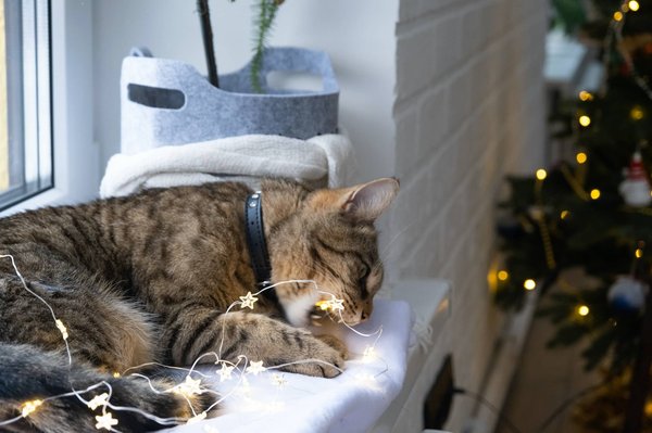 Illuminez votre espace : nos idées créatives avec des guirlandes lumineuses